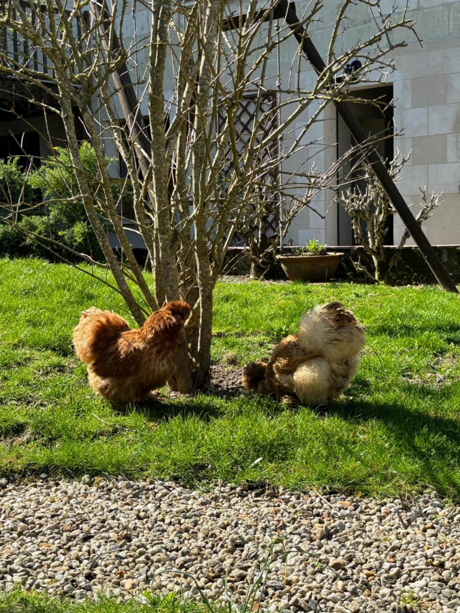 Le Petit Hureau Saumur Eksteriør bilde